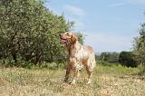 SETTER ANGLAIS 210
